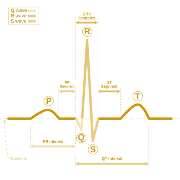 Cardiac Cycle with each wave and segment identified